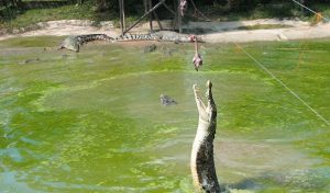 krokodilovaja ferma